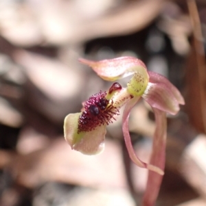 Chiloglottis sylvestris at Sassafras, NSW - 21 Mar 2022