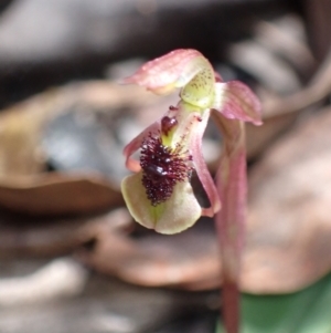 Chiloglottis sylvestris at Sassafras, NSW - 21 Mar 2022