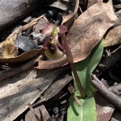 Chiloglottis sylvestris at Sassafras, NSW - 21 Mar 2022