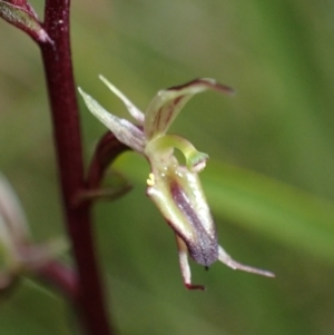 Acianthus exsertus at Sassafras, NSW - suppressed