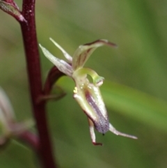 Acianthus exsertus (Large Mosquito Orchid) at Sassafras, NSW - 21 Mar 2022 by AnneG1