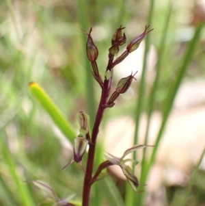 Acianthus exsertus at Sassafras, NSW - suppressed