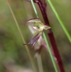 Acianthus exsertus at Sassafras, NSW - 21 Mar 2022