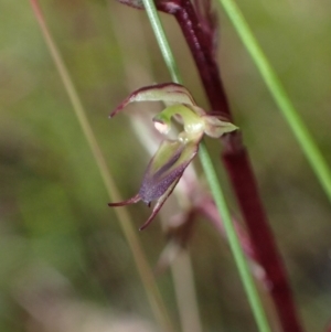 Acianthus exsertus at Sassafras, NSW - suppressed