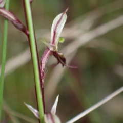 Acianthus exsertus at Sassafras, NSW - suppressed