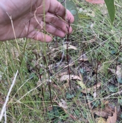 Acianthus exsertus at Sassafras, NSW - suppressed