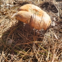 Unidentified Cap on a stem; gills below cap [mushrooms or mushroom-like] (TBC) at Glenquarry, NSW - 17 Mar 2022 by Gruche