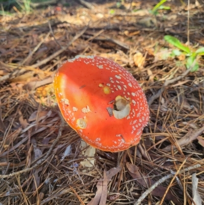 Amanita muscaria (Fly Agaric) at Wingecarribee Local Government Area - 21 Mar 2022 by Gruche