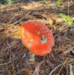 Amanita muscaria (Fly Agaric) at Glenquarry, NSW - 21 Mar 2022 by Gruche