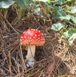 Amanita muscaria at Glenquarry, NSW - 21 Mar 2022