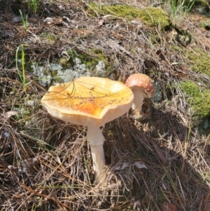 Amanita muscaria at Glenquarry, NSW - 21 Mar 2022