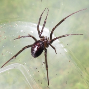 Steatoda capensis at Narrabundah, ACT - 20 Mar 2022