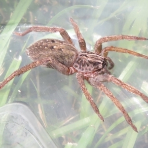 Venatrix pictiventris at Narrabundah, ACT - 20 Mar 2022