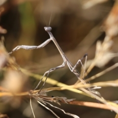 Mantodea (order) (Unidentified praying mantis) at Wodonga - 19 Mar 2022 by KylieWaldon