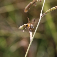 Crabronidae (family) (Sand wasp) at Wodonga - 19 Mar 2022 by KylieWaldon