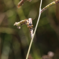 Crabronidae (family) at Wodonga, VIC - 20 Mar 2022