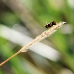 Crabronidae (family) at Wodonga, VIC - 20 Mar 2022 09:05 AM