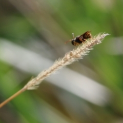 Crabronidae (family) at Wodonga, VIC - 20 Mar 2022