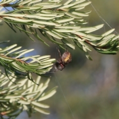 Araneinae (subfamily) (Orb weaver) at Wodonga, VIC - 19 Mar 2022 by KylieWaldon