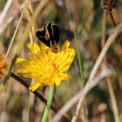 Taractrocera papyria (White-banded Grass-dart) at WREN Reserves - 20 Mar 2022 by KylieWaldon