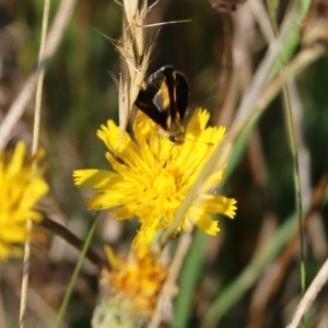 Taractrocera papyria at Wodonga, VIC - 20 Mar 2022