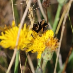 Taractrocera papyria at Wodonga, VIC - 20 Mar 2022