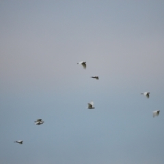 Cacatua sanguinea at Belconnen, ACT - 20 Mar 2022