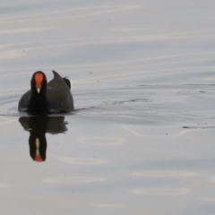 Gallinula tenebrosa (Dusky Moorhen) at Lake Ginninderra - 19 Mar 2022 by JimL