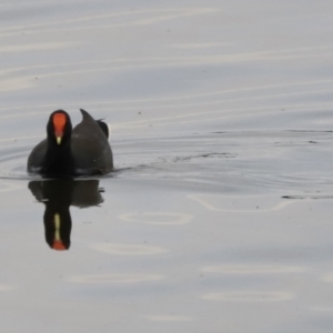 Gallinula tenebrosa at Belconnen, ACT - 20 Mar 2022