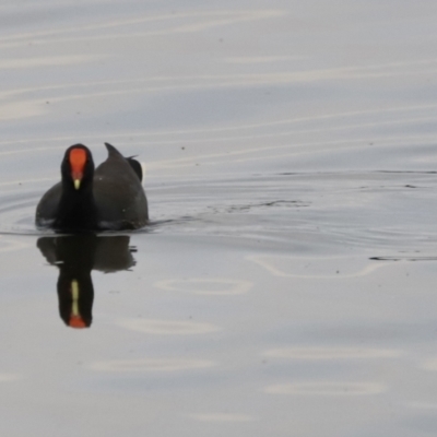 Gallinula tenebrosa (Dusky Moorhen) at Belconnen, ACT - 20 Mar 2022 by JimL
