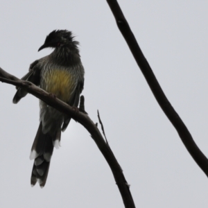 Anthochaera carunculata at Belconnen, ACT - 20 Mar 2022