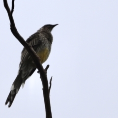 Anthochaera carunculata at Belconnen, ACT - 20 Mar 2022