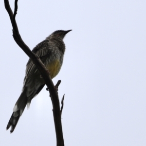 Anthochaera carunculata at Belconnen, ACT - 20 Mar 2022 08:37 AM