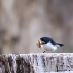 Rhipidura leucophrys (Willie Wagtail) at Belconnen, ACT - 19 Mar 2022 by JimL