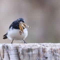 Rhipidura leucophrys at Belconnen, ACT - 20 Mar 2022