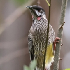 Anthochaera carunculata (Red Wattlebird) at Lake Ginninderra - 19 Mar 2022 by JimL