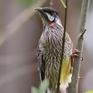 Anthochaera carunculata at Belconnen, ACT - 20 Mar 2022