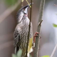 Anthochaera carunculata at Belconnen, ACT - 20 Mar 2022