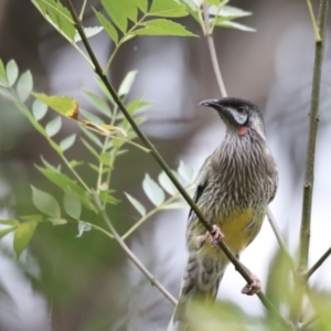 Anthochaera carunculata at Belconnen, ACT - 20 Mar 2022