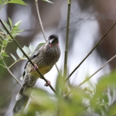 Anthochaera carunculata at Belconnen, ACT - 20 Mar 2022