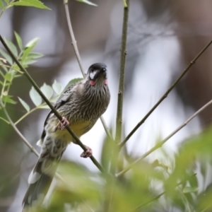 Anthochaera carunculata at Belconnen, ACT - 20 Mar 2022