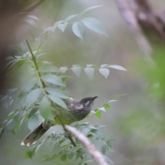 Anthochaera carunculata at Belconnen, ACT - 20 Mar 2022