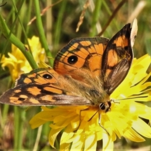 Heteronympha penelope at Cotter River, ACT - 21 Mar 2022