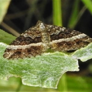 Chrysolarentia vicissata at Namadgi National Park - 21 Mar 2022