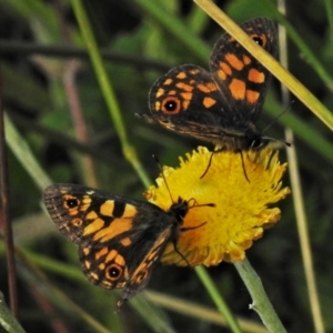 Oreixenica latialis at Cotter River, ACT - 21 Mar 2022