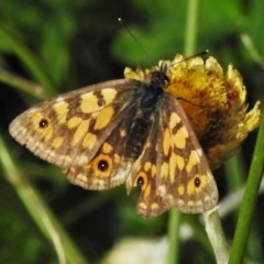 Oreixenica orichora (Spotted Alpine Xenica) at Cotter River, ACT - 21 Mar 2022 by JohnBundock