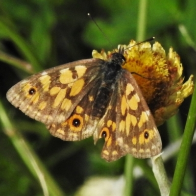 Oreixenica orichora (Spotted Alpine Xenica) at Cotter River, ACT - 21 Mar 2022 by JohnBundock