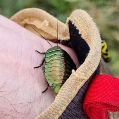 Polyzosteria viridissima (Alpine Metallic Cockroach) at Pilot Wilderness, NSW - 19 Mar 2022 by dan.clark