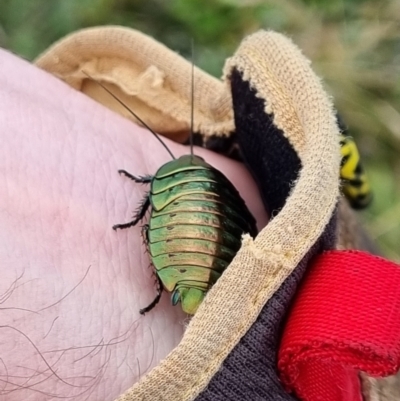 Polyzosteria viridissima (Alpine Metallic Cockroach) at Pilot Wilderness, NSW - 19 Mar 2022 by dan.clark