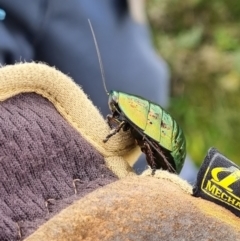 Polyzosteria viridissima at Pilot Wilderness, NSW - 19 Mar 2022